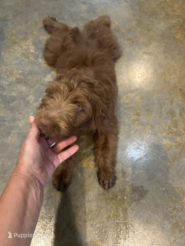 Sandy – Miniature Aussiedoodle puppy for sale in Bush, LA