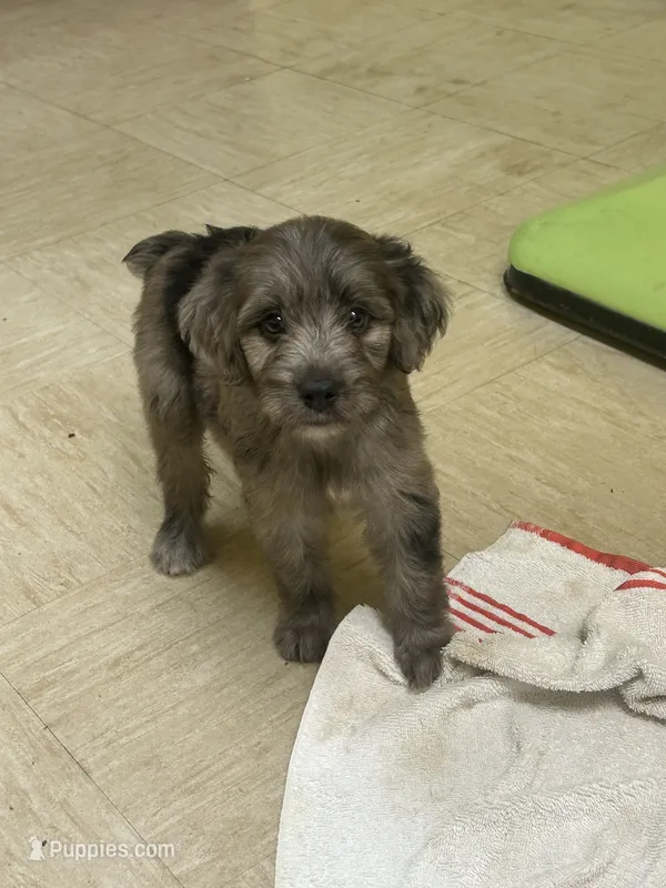 Sailor – Miniature Aussiedoodle puppy for sale in Bush, LA
