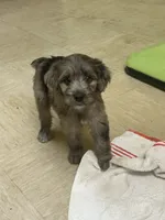 Sailor, a female Miniature Aussiedoodle for sale in Bush, LA – 1 of 3