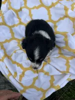 Lacy   (Please read full description), a female Toy Australian Shepherd for sale in Bush, LA – 5 of 9