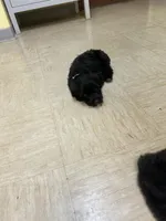 Fisher, a male Miniature Aussiedoodle for sale in Bush, LA – 4 of 4