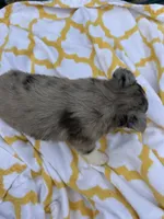 Patches  ( Please read full description), a female Toy Australian Shepherd for sale in Bush, LA – 2 of 9