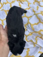 Buttons   (Please read full description), a male Toy Australian Shepherd for sale in Bush, LA – 7 of 7