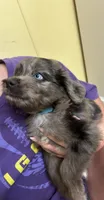 Marina, a female Miniature Aussiedoodle for sale in Bush, LA – 3 of 5