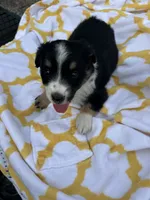 Lacy   (Please read full description), a female Toy Australian Shepherd for sale in Bush, LA – 7 of 9