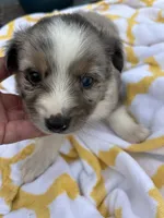 Pockets   ( Please read full description), a male Toy Australian Shepherd for sale in Bush, LA – 1 of 6