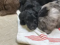 Viking, a male Miniature Aussiedoodle for sale in Bush, LA – 1 of 3