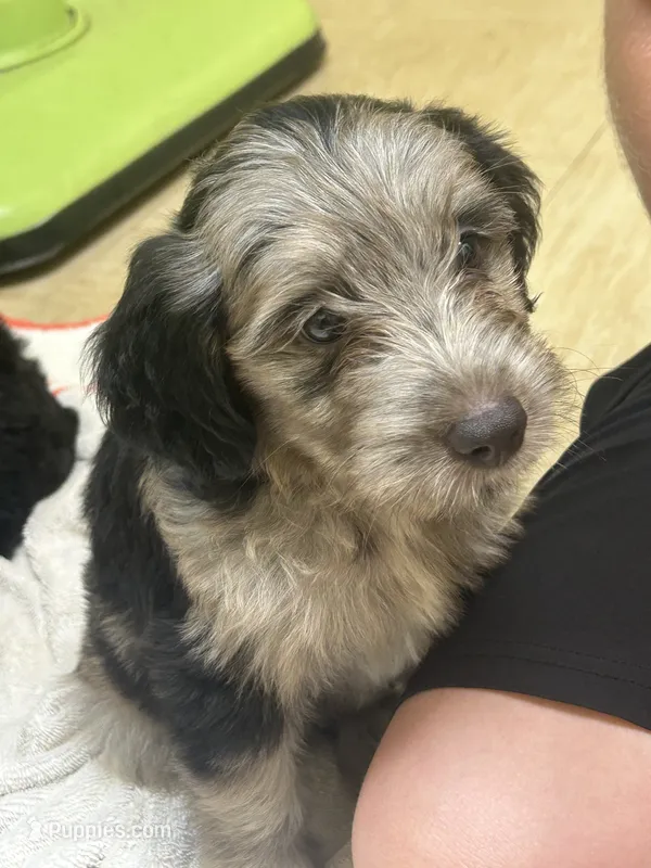 Captain – Miniature Aussiedoodle puppy for sale in Bush, LA