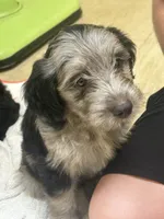 Captain, a male Miniature Aussiedoodle for sale in Bush, LA – 1 of 5