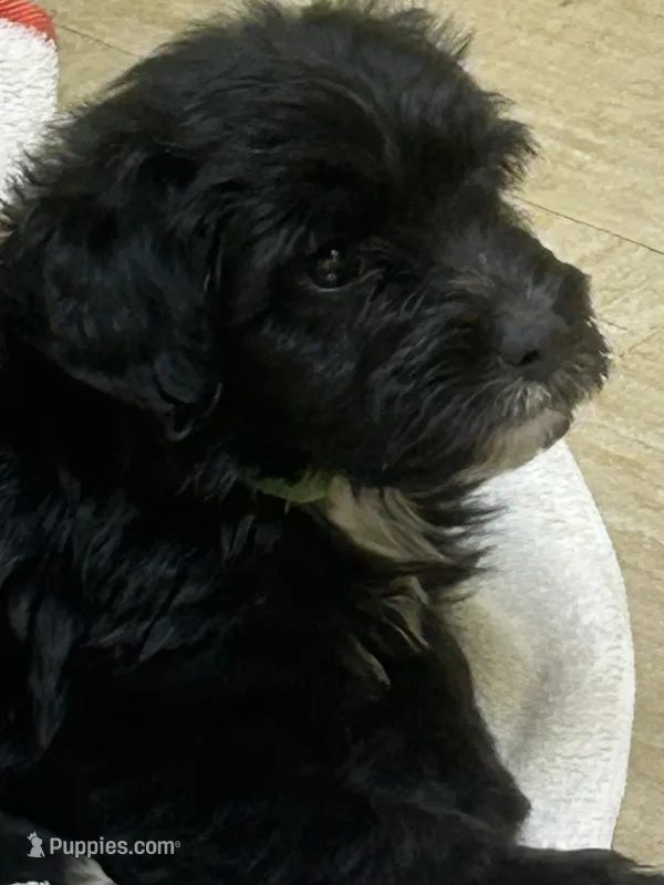 Fisher – Miniature Aussiedoodle puppy for sale in Bush, LA