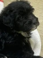 Fisher, a male Miniature Aussiedoodle for sale in Bush, LA – 1 of 4