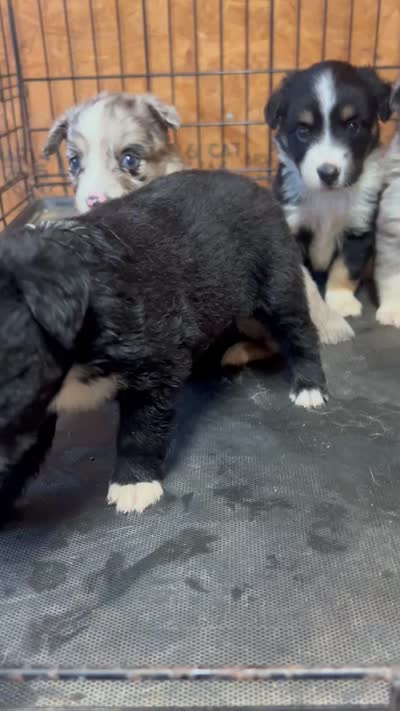 Lacy   (Please read full description), a female Toy Australian Shepherd for sale in Bush, LA – 9 of 9