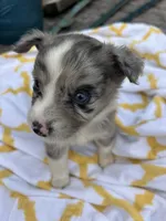 Patches  ( Please read full description), a female Toy Australian Shepherd for sale in Bush, LA – 6 of 9