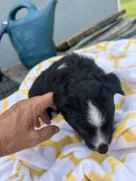 Buttons   (Please read full description), a male Toy Australian Shepherd for sale in Bush, LA – 4 of 7