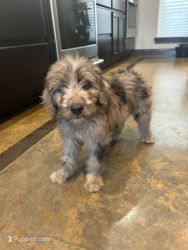 Sailor – Miniature Aussiedoodle puppy for sale in Bush, LA
