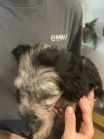 Captain, a male Miniature Aussiedoodle for sale in Bush, LA – 4 of 5