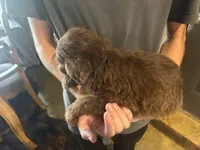 Sandy, a female Miniature Aussiedoodle for sale in Bush, LA – 3 of 4