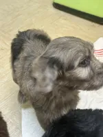 Sailor, a female Miniature Aussiedoodle for sale in Bush, LA – 2 of 3