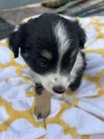 Lacy   (Please read full description), a female Toy Australian Shepherd for sale in Bush, LA – 3 of 9