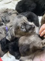 Marina, a female Miniature Aussiedoodle for sale in Bush, LA – 4 of 5