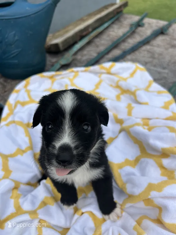 Buttons   (Please read full description) – Toy Australian Shepherd puppy for sale in Bush, LA
