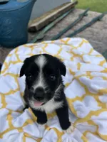 Buttons   (Please read full description), a male Toy Australian Shepherd for sale in Bush, LA – 1 of 7