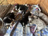 Lacy   (Please read full description), a female Toy Australian Shepherd for sale in Bush, LA – 8 of 9