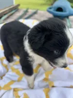 Ribbons  (Please read full desription), a female Toy Australian Shepherd for sale in Bush, LA – 4 of 6