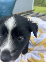 Buttons   (Please read full description), a male Toy Australian Shepherd for sale in Bush, LA – 6 of 7