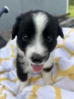 Ribbons  (Please read full desription), a female Toy Australian Shepherd for sale in Bush, LA – 3 of 6