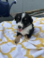Lacy   (Please read full description), a female Toy Australian Shepherd for sale in Bush, LA – 4 of 9