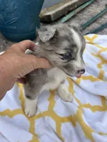 Patches  ( Please read full description), a female Toy Australian Shepherd for sale in Bush, LA – 3 of 9