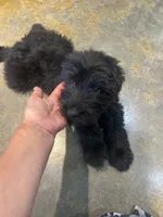 Fisher, a male Miniature Aussiedoodle for sale in Bush, LA – 3 of 8