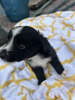 Buttons   (Please read full description), a male Toy Australian Shepherd for sale in Bush, LA – 2 of 7