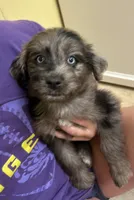 Marina, a female Miniature Aussiedoodle for sale in Bush, LA – 2 of 5
