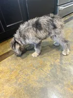Sailor, a female Miniature Aussiedoodle for sale in Bush, LA – 2 of 7