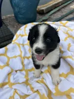 Ribbons  (Please read full desription), a female Toy Australian Shepherd for sale in Bush, LA – 2 of 6