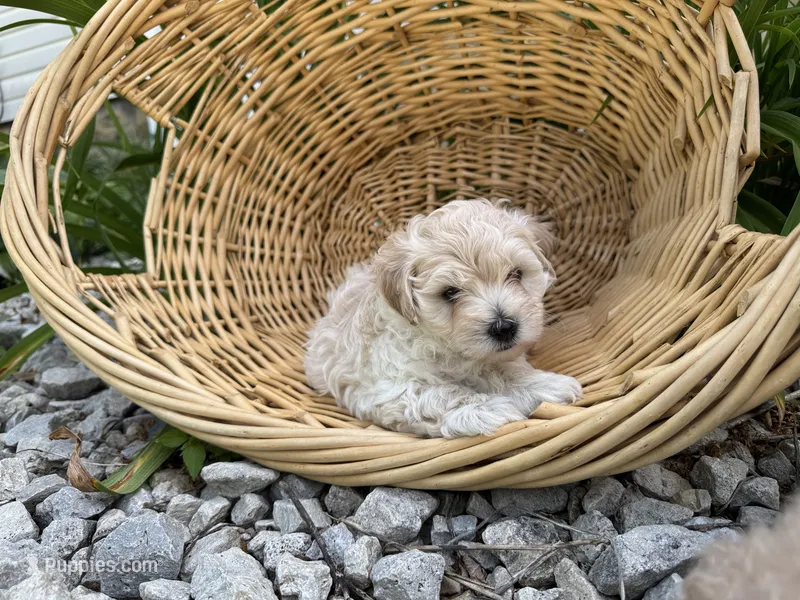 2 – Maltipoo puppy for sale in Hartville, OH