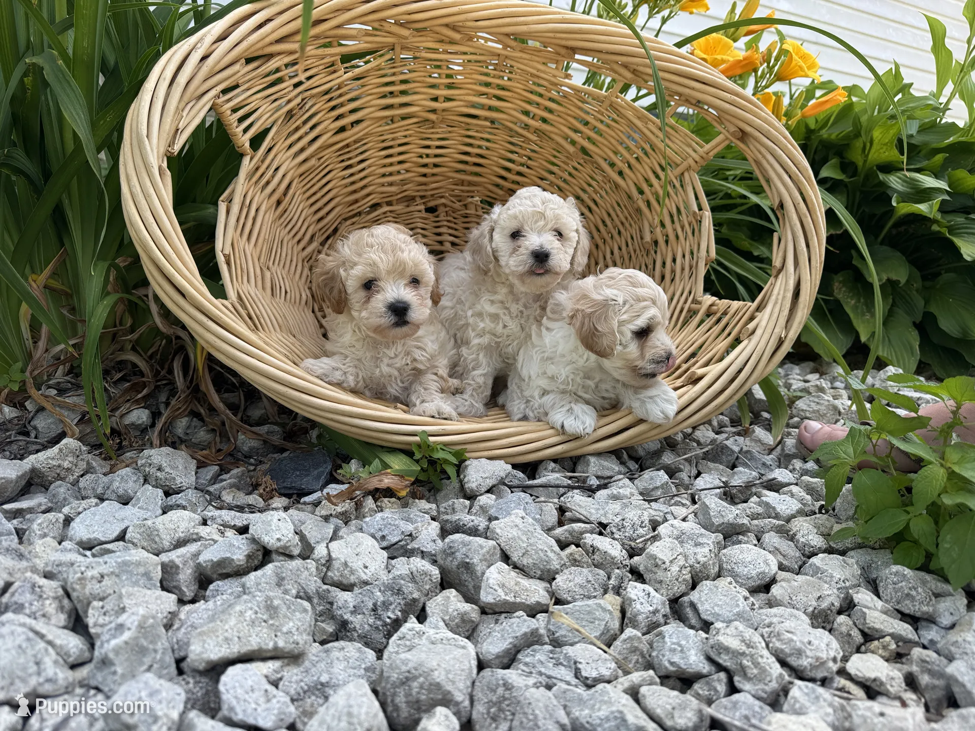3 – Maltipoo Puppy for Sale in Hartville, OH | Puppies.com