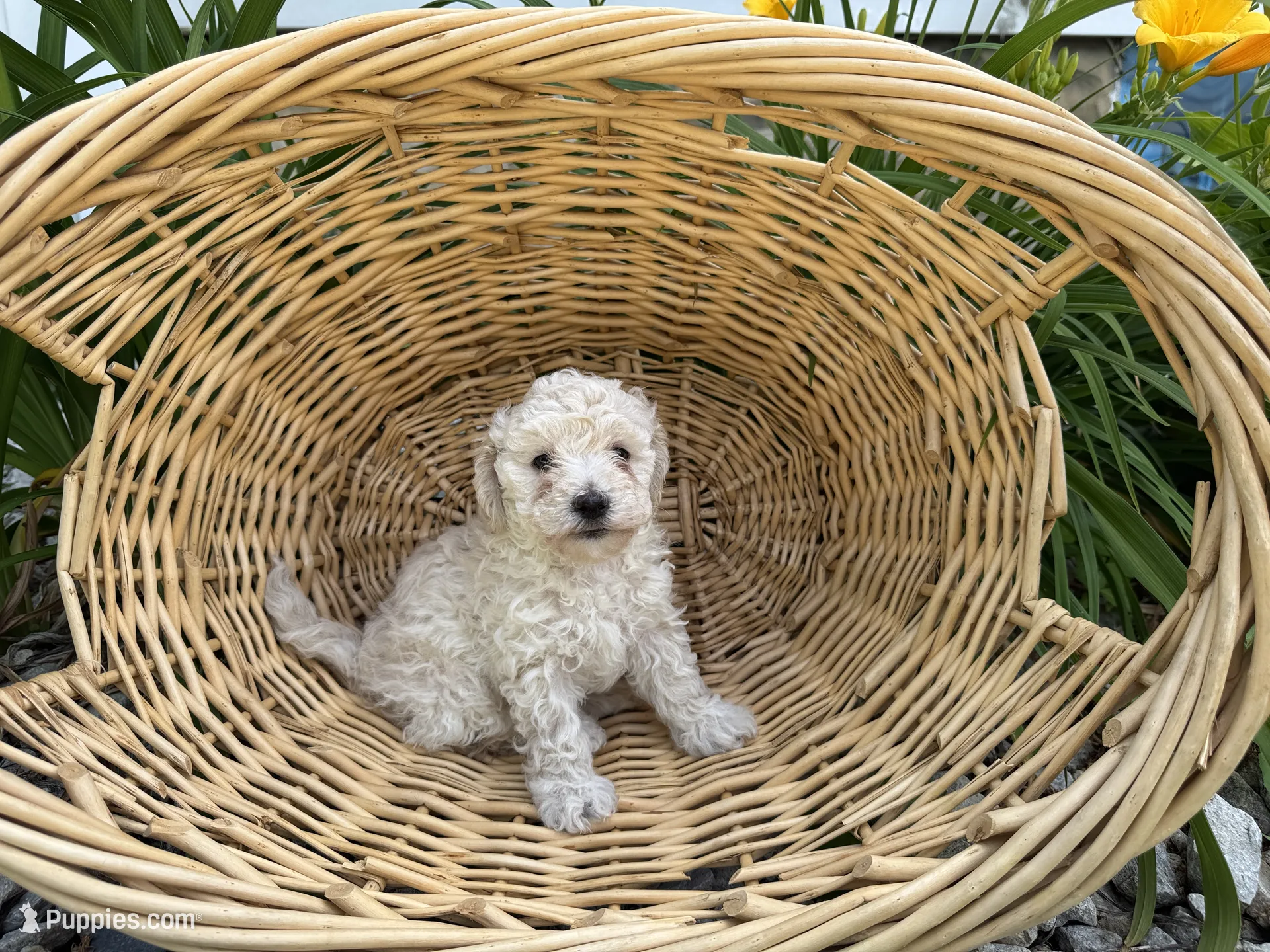 maripooh　1001 3 – Maltipoo Puppy for Sale in Hartville, OH | Puppies.com