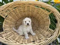 3, a male Maltipoo for sale in Hartville, OH – 1 of 3