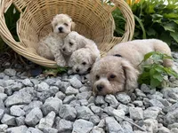 3, a male Maltipoo for sale in Hartville, OH – 3 of 3