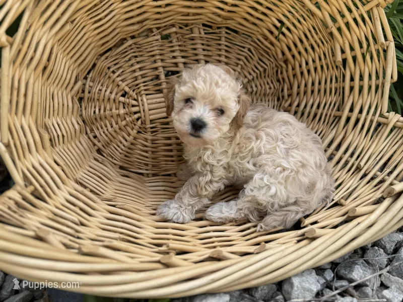 1 – Maltipoo puppy for sale in Hartville, OH