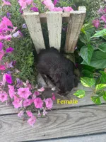 Puppy 1, a female Miniature Schnauzer for sale in Pryor, OK – 3 of 5