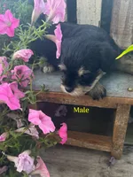 Puppy 3, a male Miniature Schnauzer for sale in Pryor, OK – 2 of 5