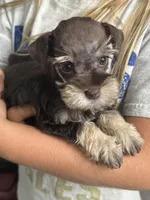 Puppy 2, a female Miniature Schnauzer for sale in Pryor, OK – 3 of 5