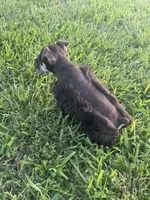 Puppy 1, a female Miniature Schnauzer for sale in Pryor, OK – 5 of 5