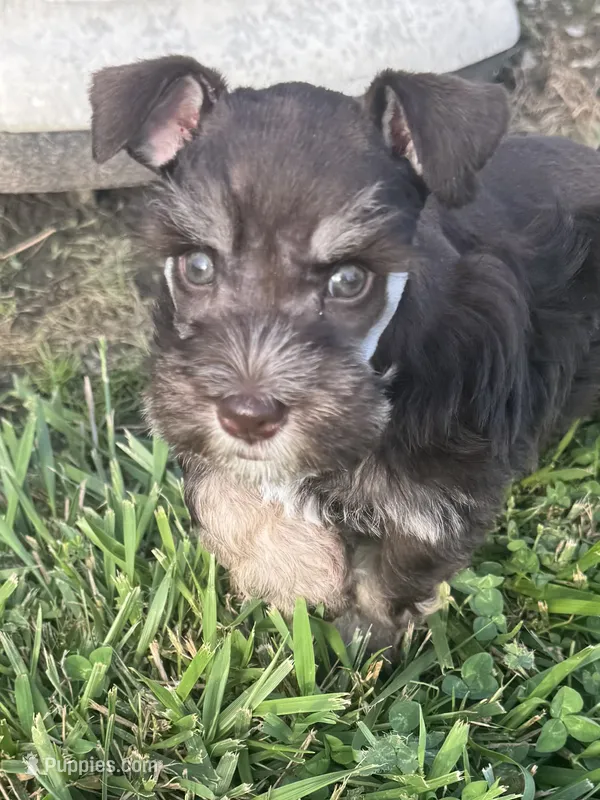 Puppy 1 – Miniature Schnauzer puppy on hold in Pryor, OK