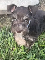 Puppy 1, a female Miniature Schnauzer for sale in Pryor, OK – 1 of 5