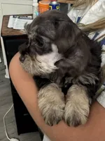 Puppy 2, a female Miniature Schnauzer for sale in Pryor, OK – 4 of 5